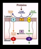 ABC-ul absorbției proteinelor